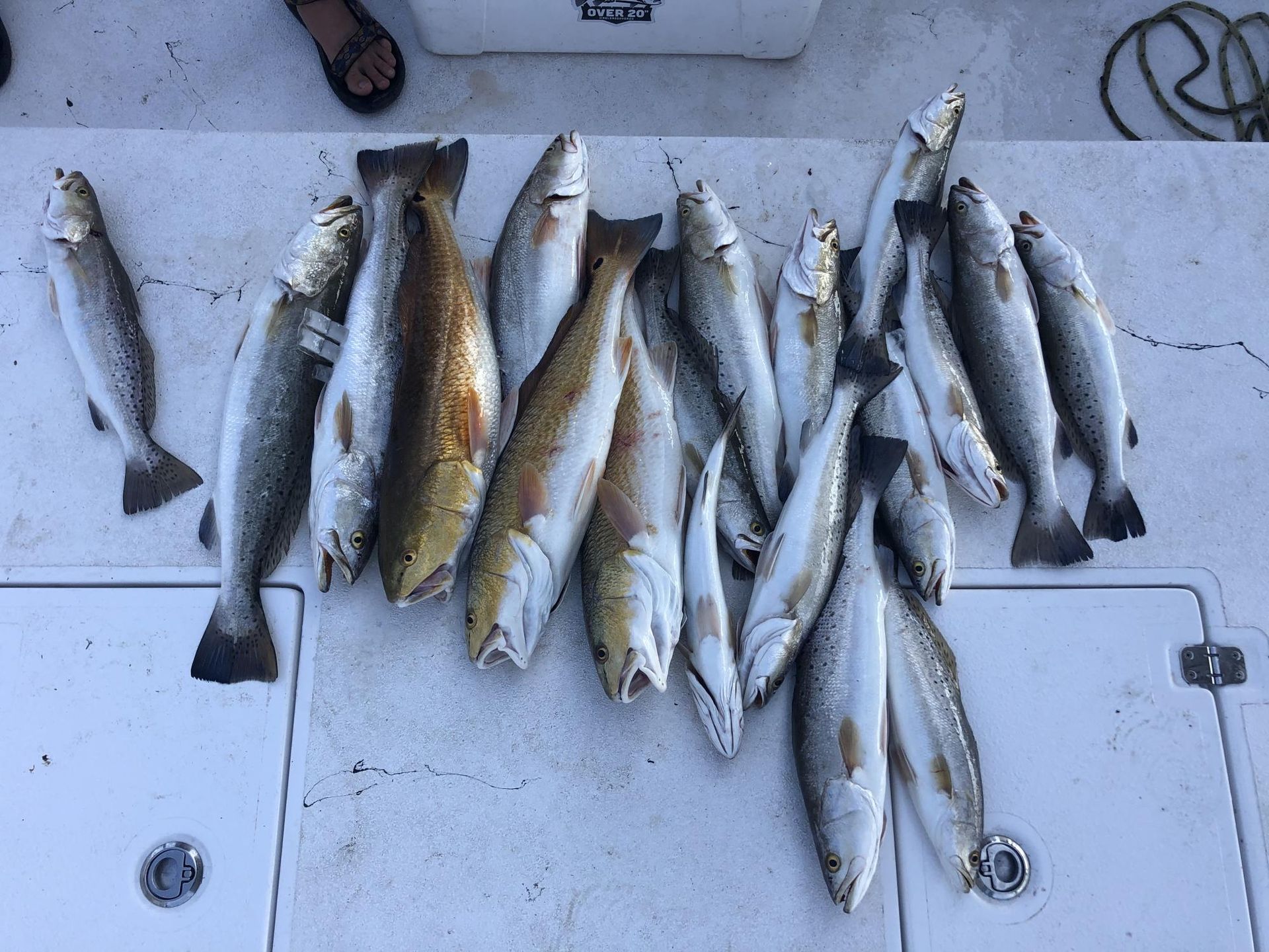 A limit of Texas speckled trout